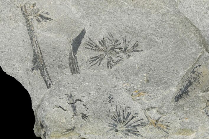 Pennsylvanian Fossil Horsetail (Asterophyllites) Plate - Kentucky #176772
